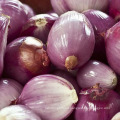 Fresh Organic Red Onion Organic Lowest Natural Price
